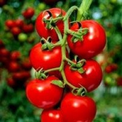 Domates nasıl beslenmeli Domates nasıl beslenmeli